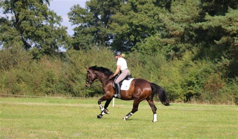 xhamster reiten|Reiten .